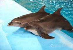 开云娱乐官网 - 冲浪热身赛，姑苏铁骑队与江南海豚队绝杀，VAR改判成焦点！防线高度稳定